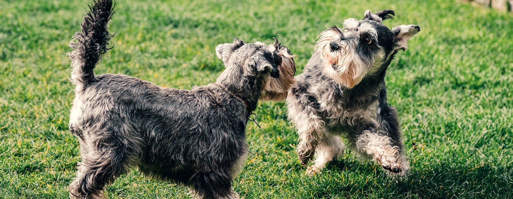 Dogs playing in a park